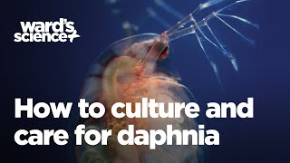 Caring and Culturing for Daphnia [upl. by Kal467]