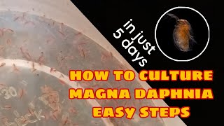 How to Culture Magna Daphnia Easily [upl. by Anirhtak461]