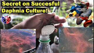 How to Culture Daphnia Successfully [upl. by Hannaj]