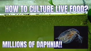 How to Culture Daphnia Secret Method to Breed MILLIONS  Simply Aquatic [upl. by Zampardi]