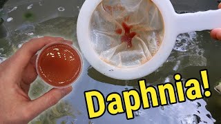 How I Culture Daphnia In Outdoor Tubs [upl. by Annoek]