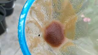 How to culture daphnia moina in a small container Part 1 English Subtitle [upl. by Nimref]