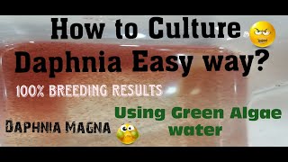 Daphnia MagnaHow to Culture Daphnia Easy wayCulturing Daphnia using Green water Daphnia [upl. by Selim]