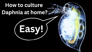 BEST Live Fish Food Beginner guide How to Culture Daphnia at home [upl. by Dudden]