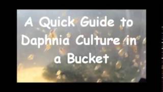 How to culture daphnia outside [upl. by Brynne397]