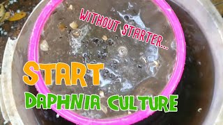 How to culture daphnia moina the easy way 1  Starting the Daphnia culture [upl. by Anayd676]