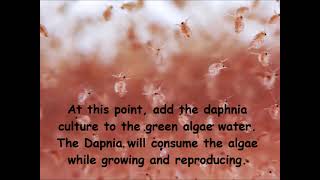 Daphnia  How to grow daphnia in your home [upl. by Leena]