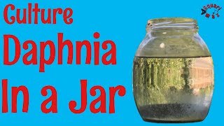 How to Culture Daphnia in a Jar [upl. by Alpheus]