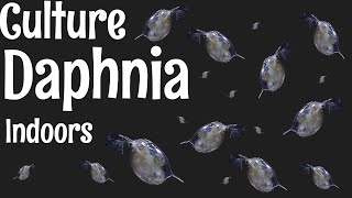 How to Culture Daphnia [upl. by Soraya]