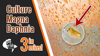 How to culture DAPHNIA MAGNA  The easy way [upl. by Junieta]