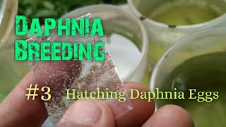 Daphnia Culture made simple and easy 3  Hatching Daphnia eggs [upl. by Lynde]