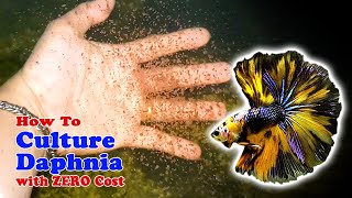 How to Culture Daphnia with ZERO Cost  Unlimited Live Food For Our Fish [upl. by Fayre]