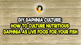 DIY Daphnia Culture How to Culture Nutritious Daphnia as Live Food for Your Fish [upl. by Eive283]