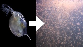 How I Culture Daphnia [upl. by Stew955]