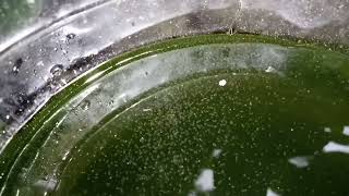 DAPHNIA MOINA CULTURE IN A SMALL BUCKET [upl. by Ynobe]