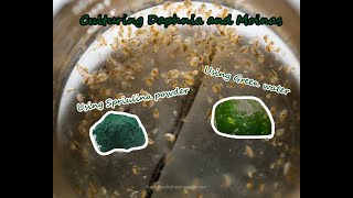 How To Culture Daphnia and Moinas using Green Water Spirulina powder [upl. by Myrvyn844]