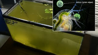 Raising Daphnia for the Freshwater Aquarium [upl. by Laresa463]