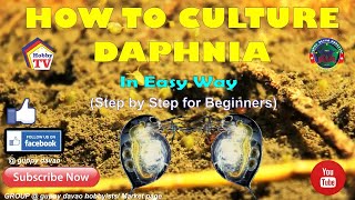 HOW TO CULTURE DAPHNIA In Easy Way [upl. by Gomar605]